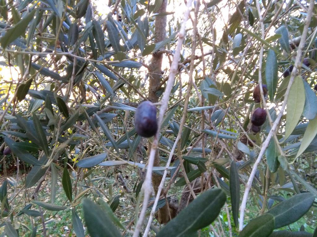 Il Gelsomino Del Perugino Villa Città della Pieve Exterior foto